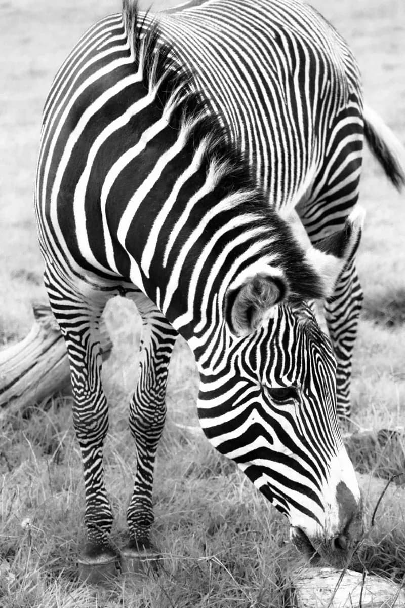 Zoo di ARTIS · 3
