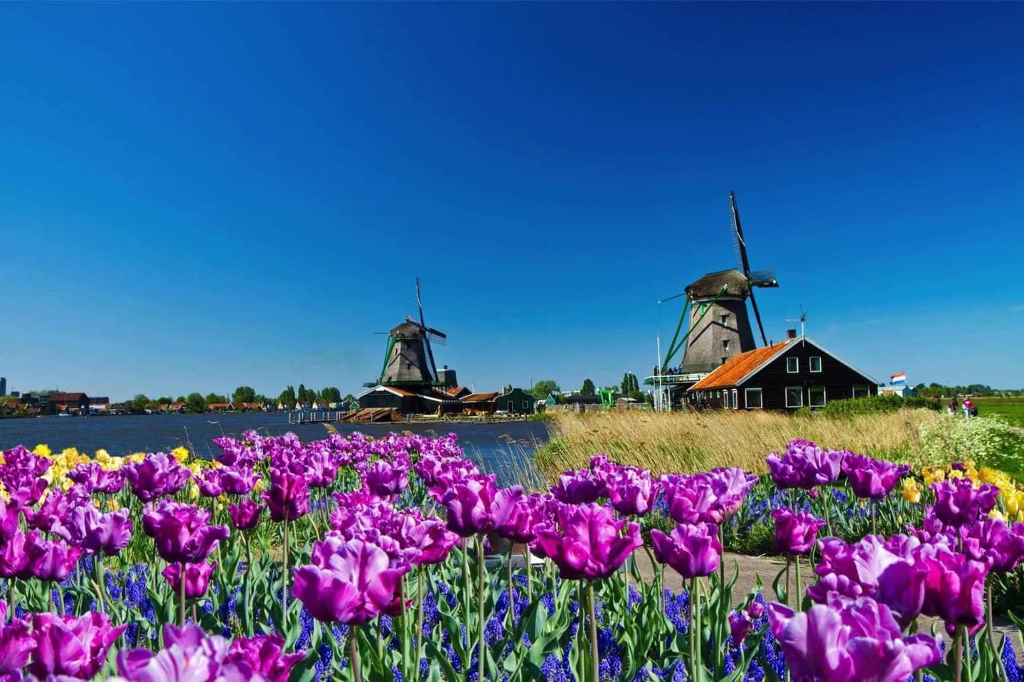 Molinos de viento de Ámsterdam
