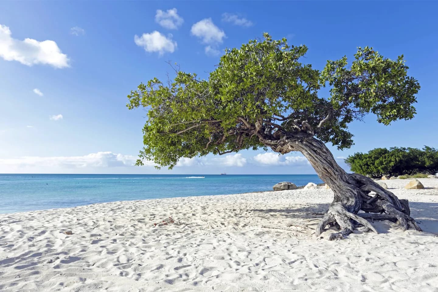 Across Aruba