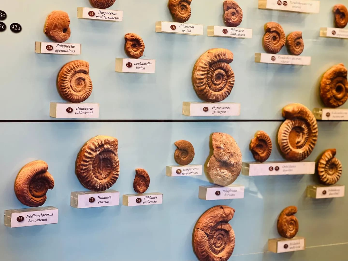 Dauerausstellung der Geo-Paläontologie