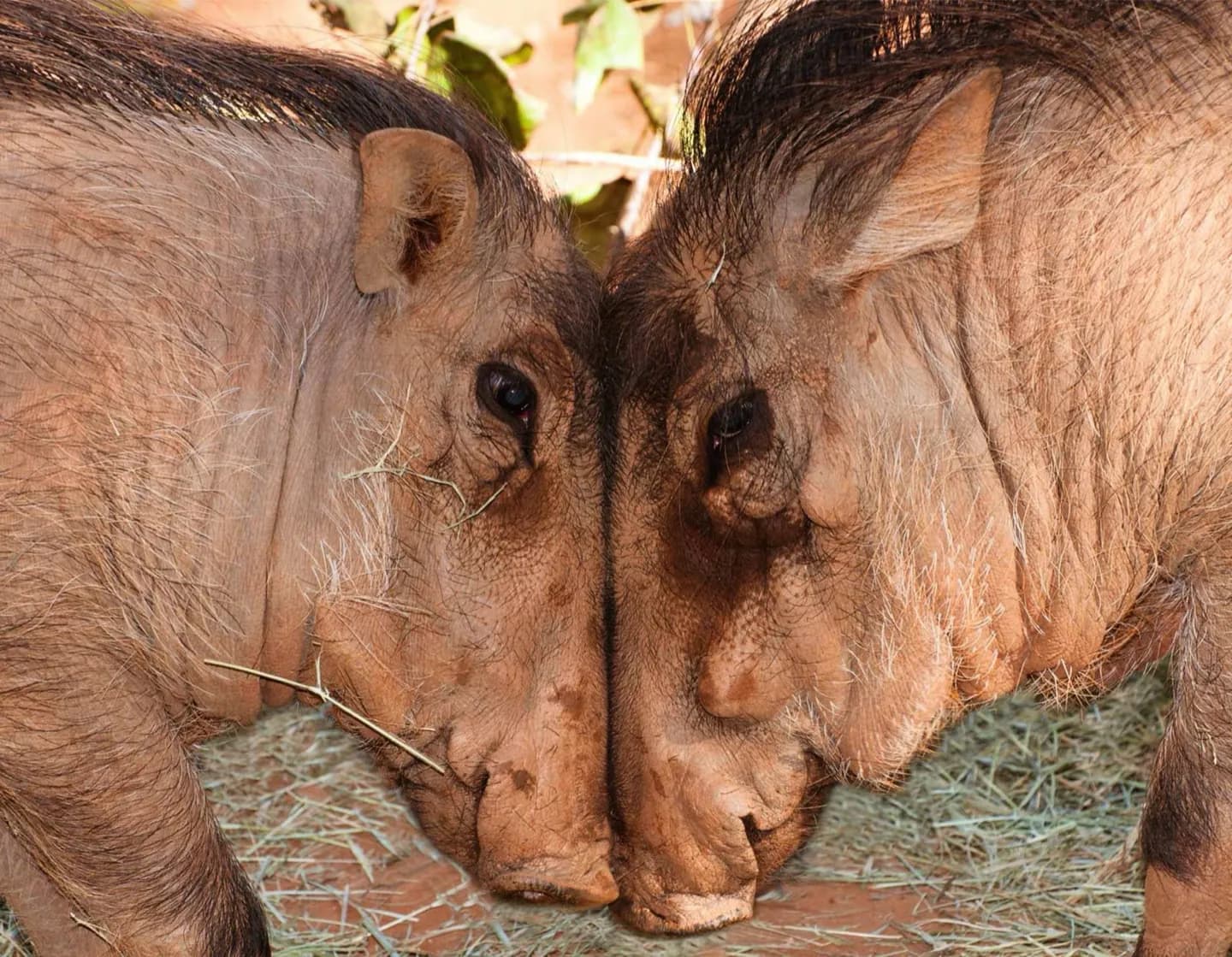 アトランタ動物園