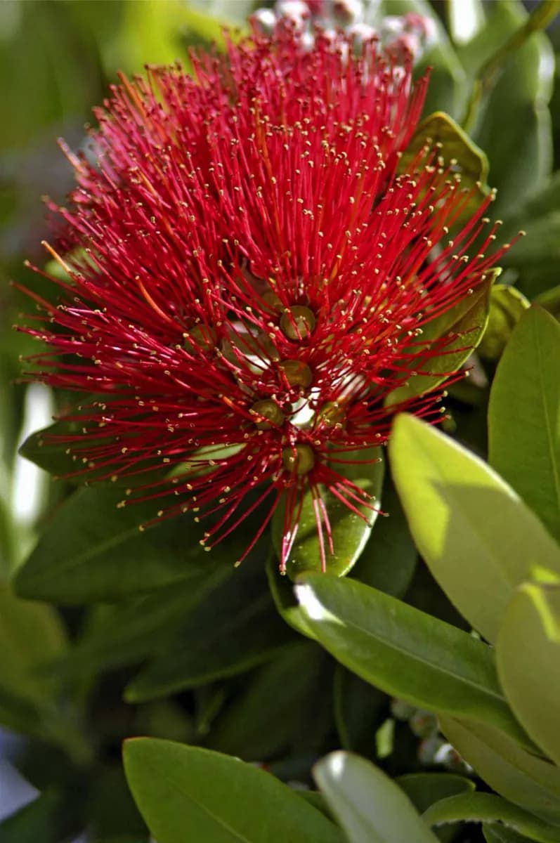 Auckland Botanic Gardens · 2