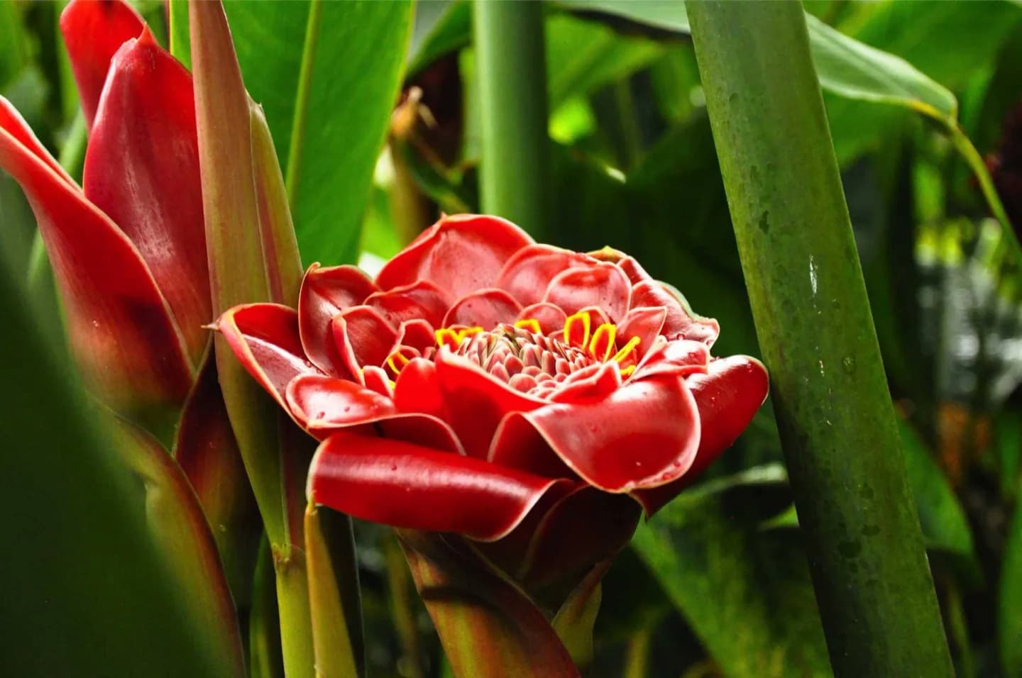 Pukekawa / Auckland Domain · 2
