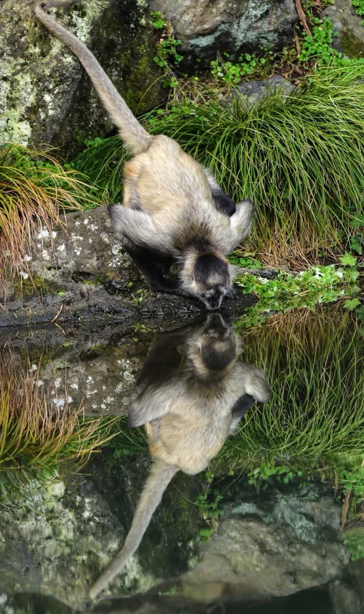 Zoo di Auckland