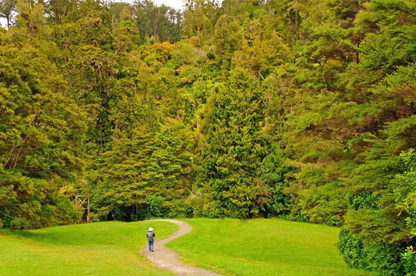 Te Wao Nui o Tiriwa / Waitākere Ranges