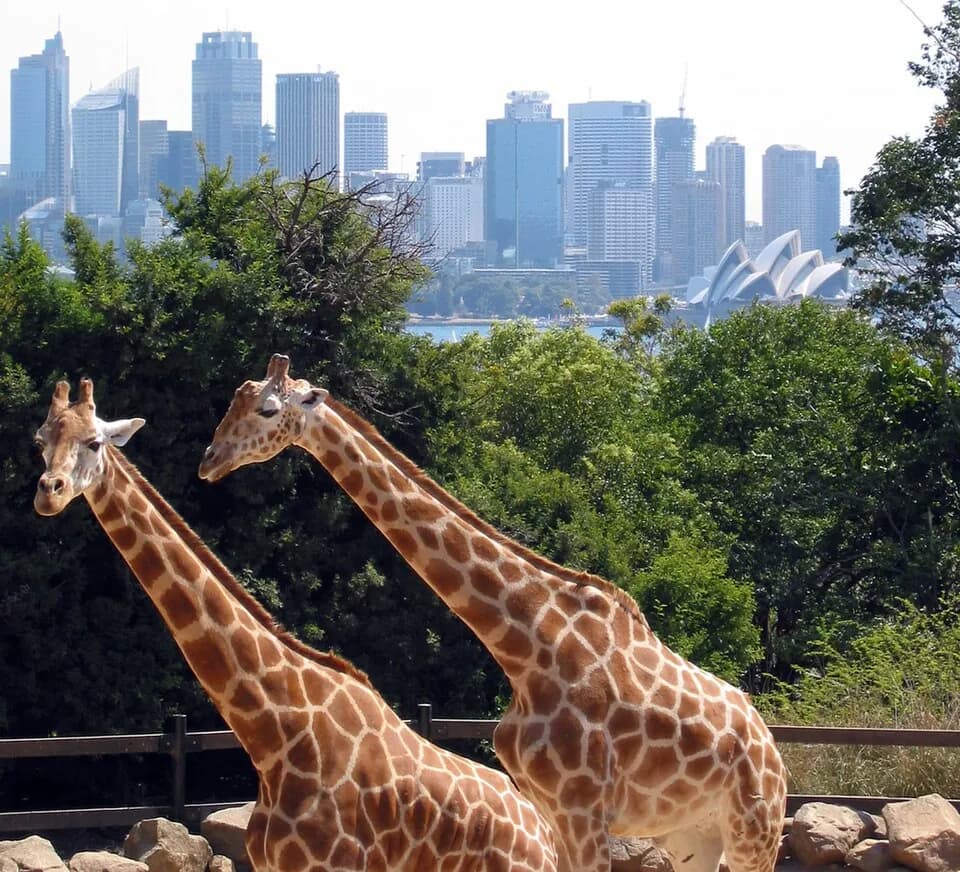 Taronga Zoo Sydney