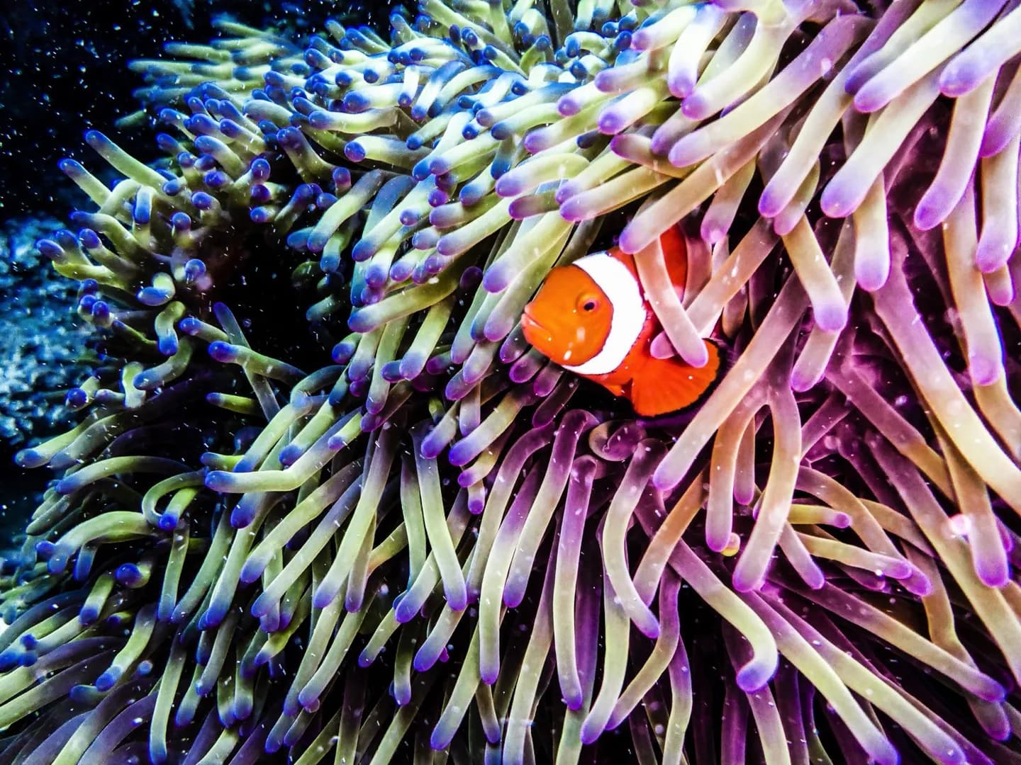 Gran Barrera de Coral