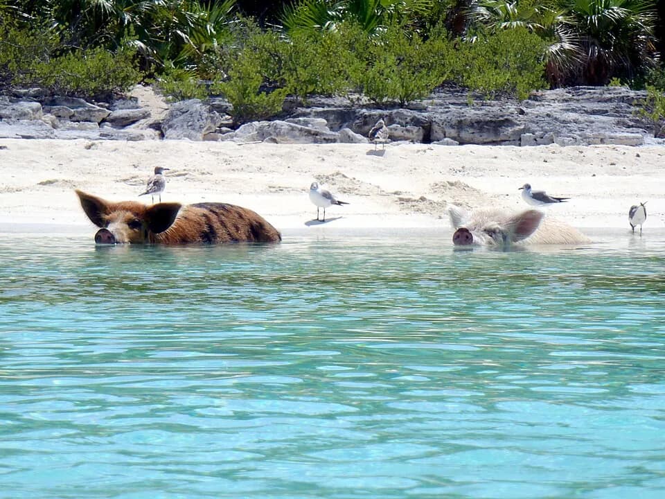 Pig Beach