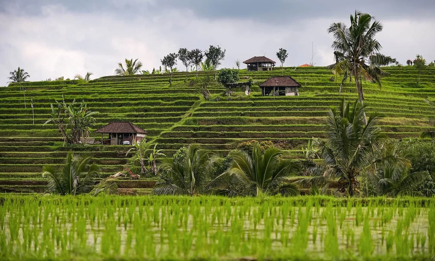 Jatiluwih Rice Terraces