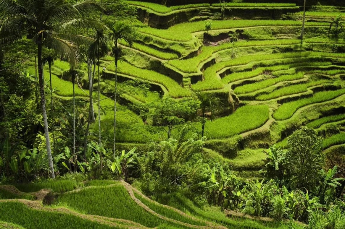 Paisagem de Subak de Bali