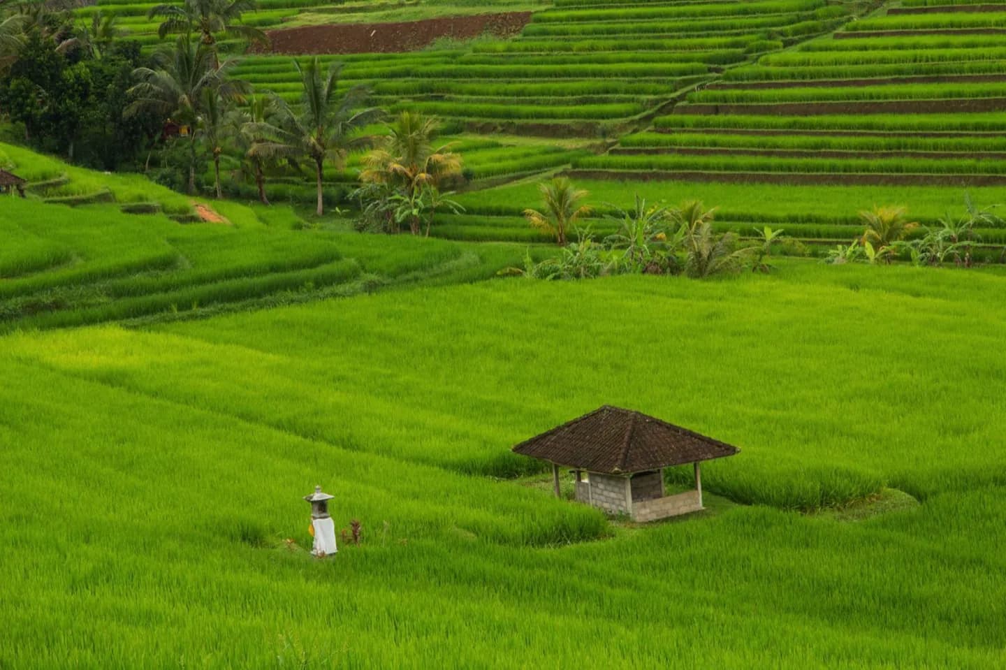 Paisagem de Subak de Bali · 2
