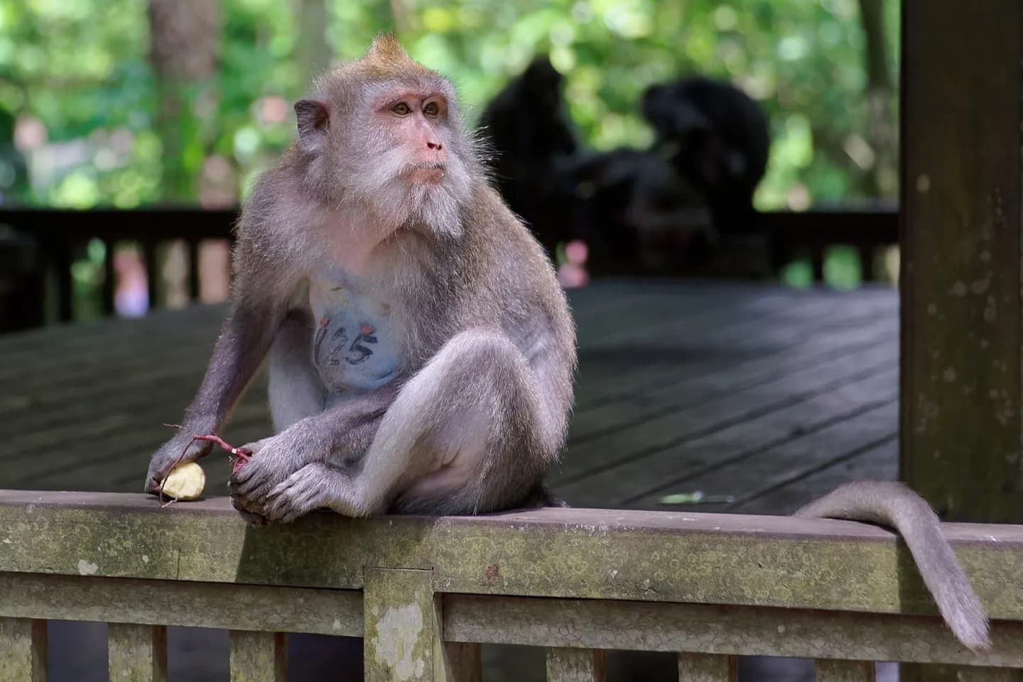 Bosque de monos de Ubud