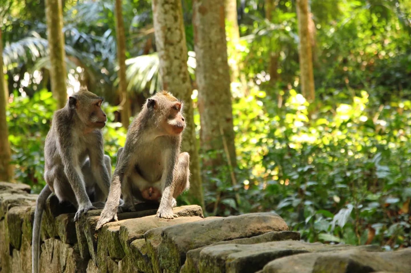 Health Planning for Bali · 2