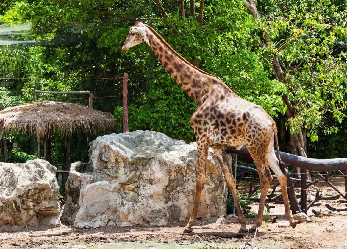 Dusit Zoo