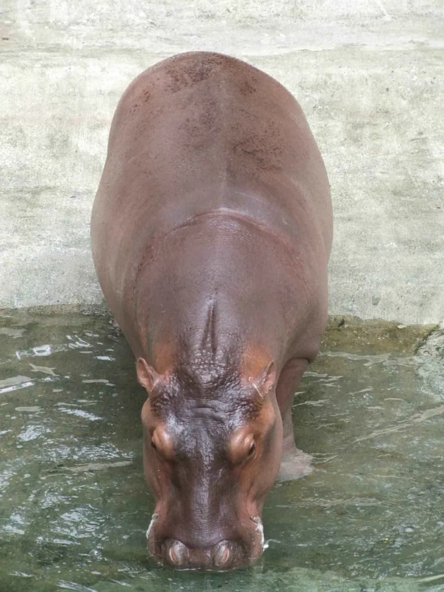 Dusit Zoo · 2