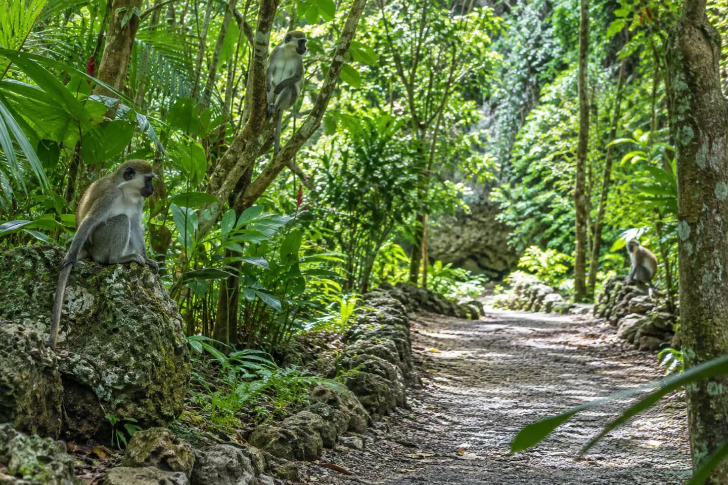 Barbados Wildlife Reserve
