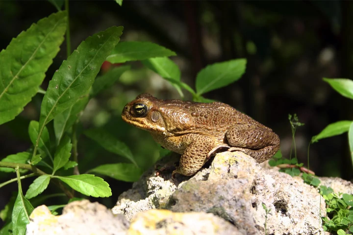 Turtles and green monkeys in Barbados