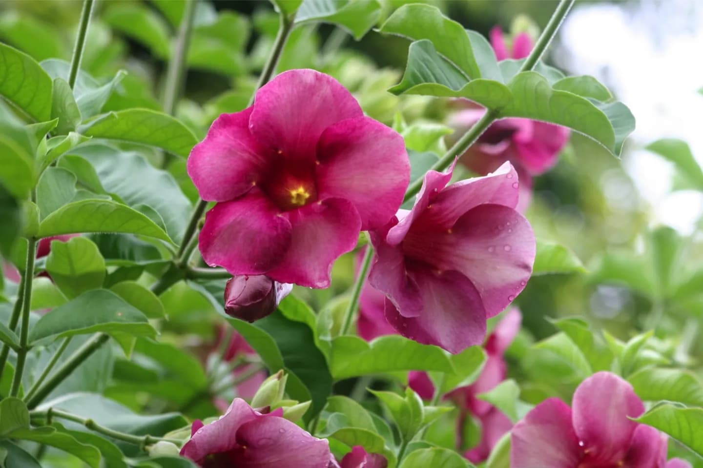 Giardini Botanici di Andromeda · 2