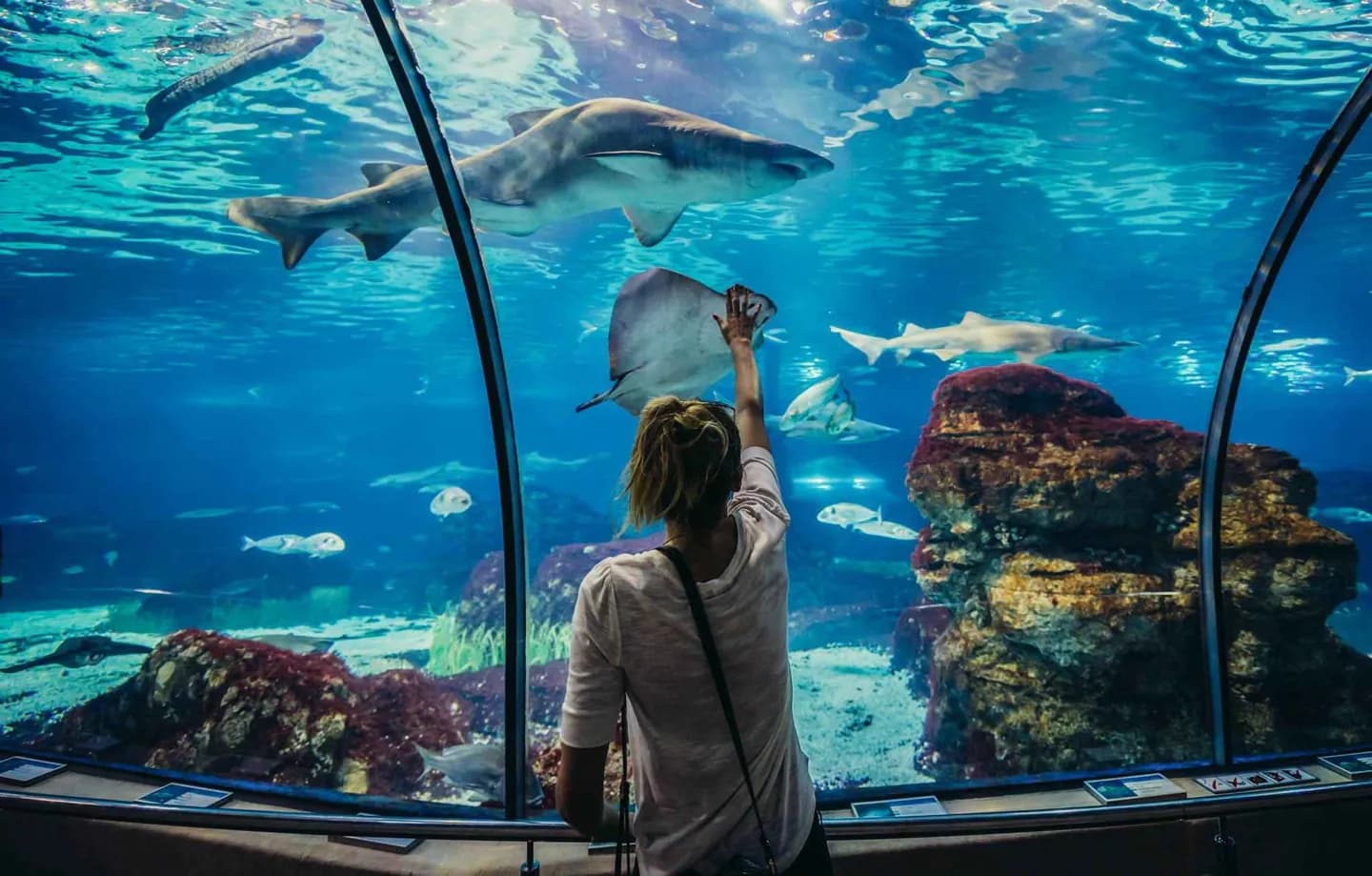 L’Aquàrium de Barcelona · 2