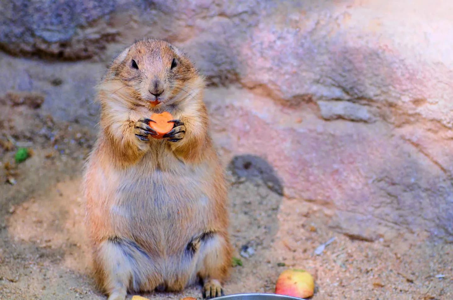 Zoo de Barcelone · 3