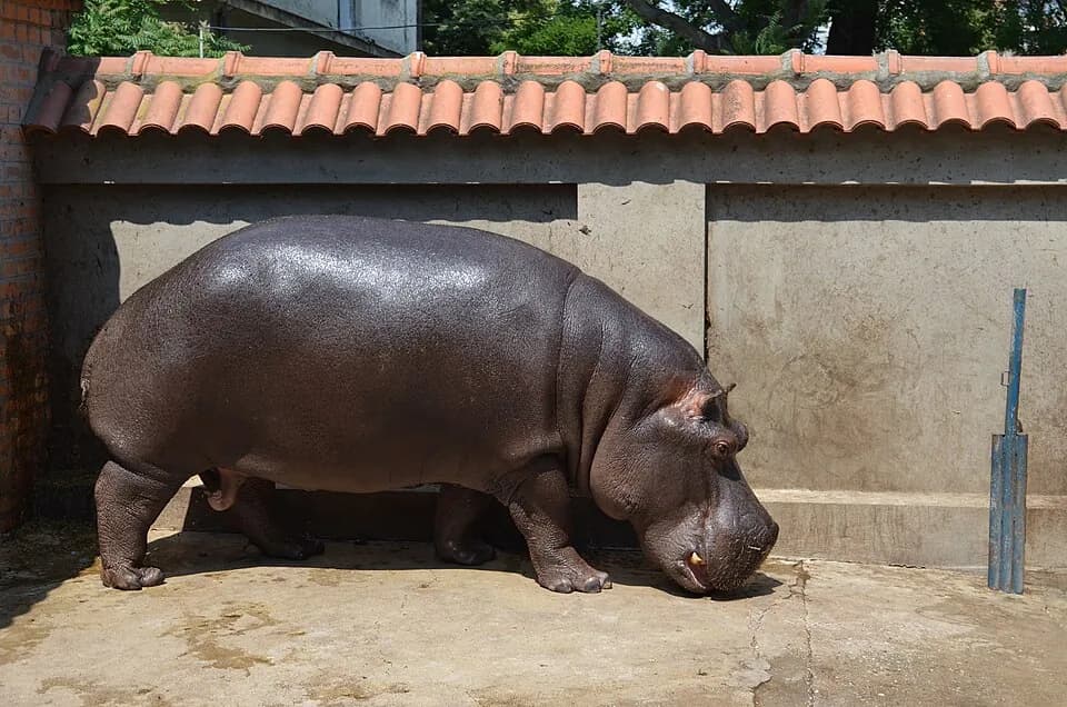 Belgrade Zoo