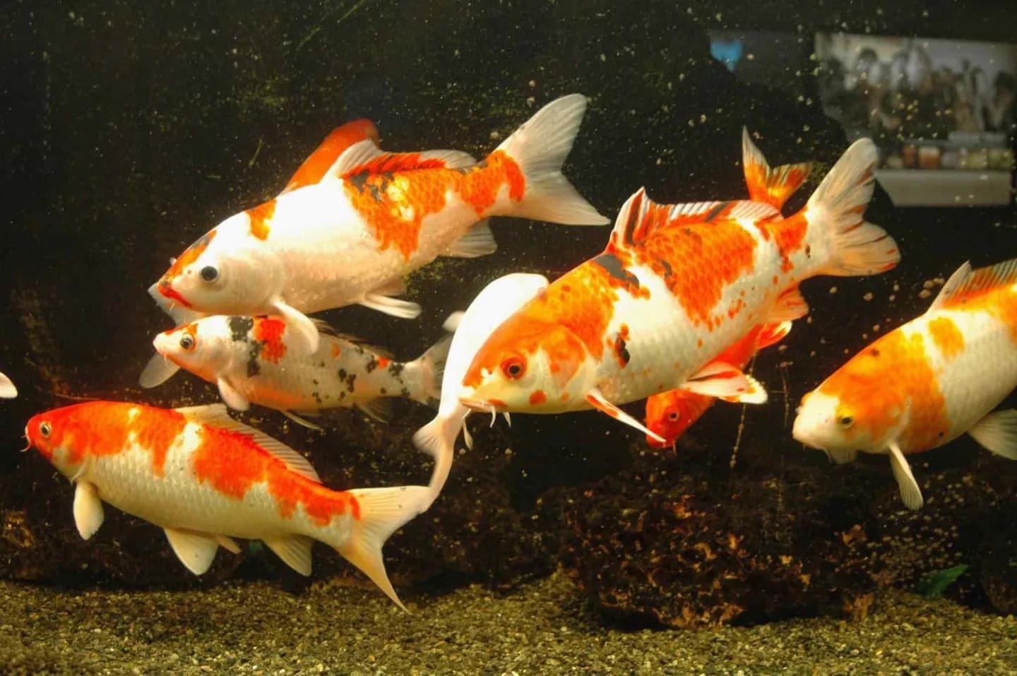 Aquarium Berlin · 2