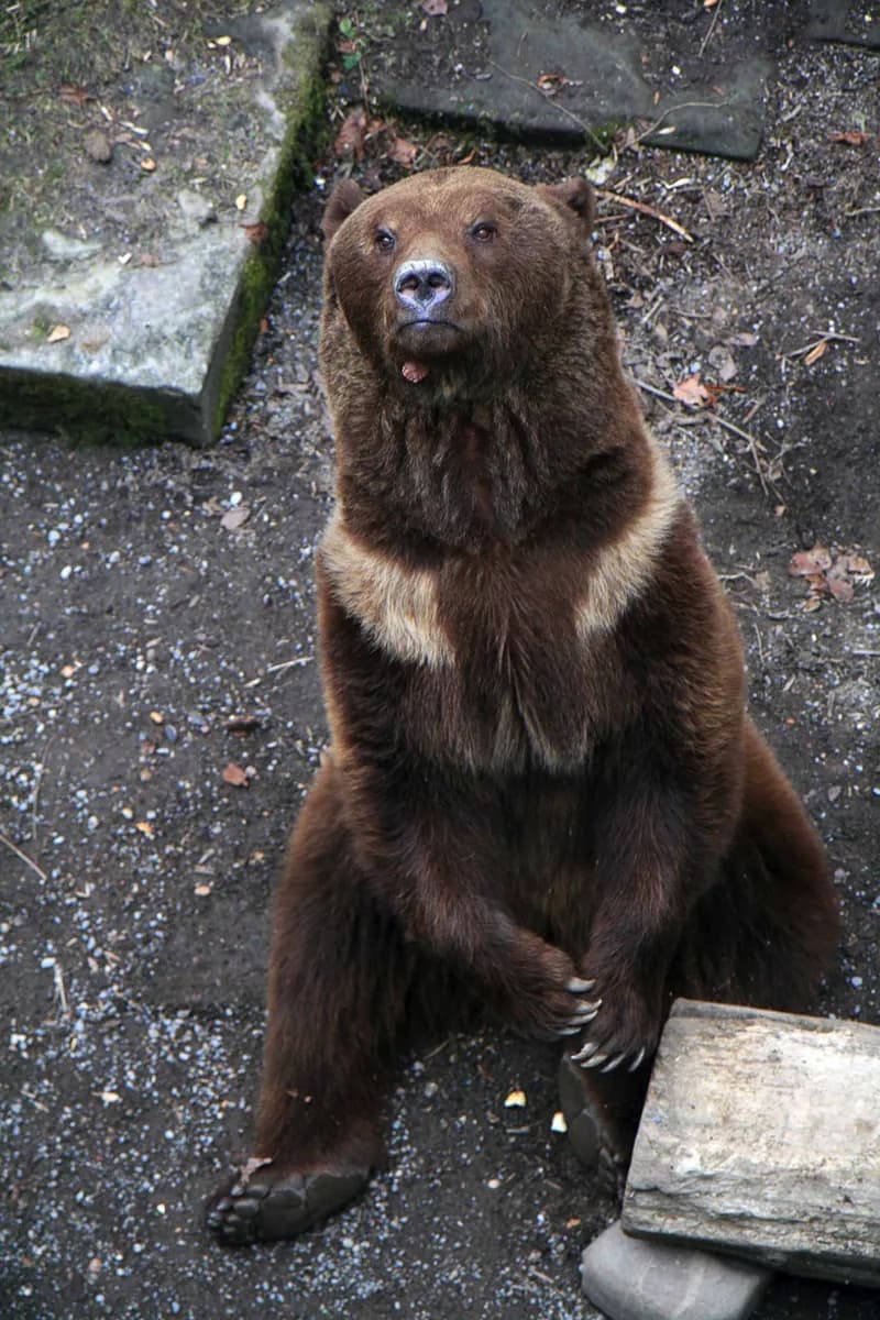 Bärengraben e BearPark · 2