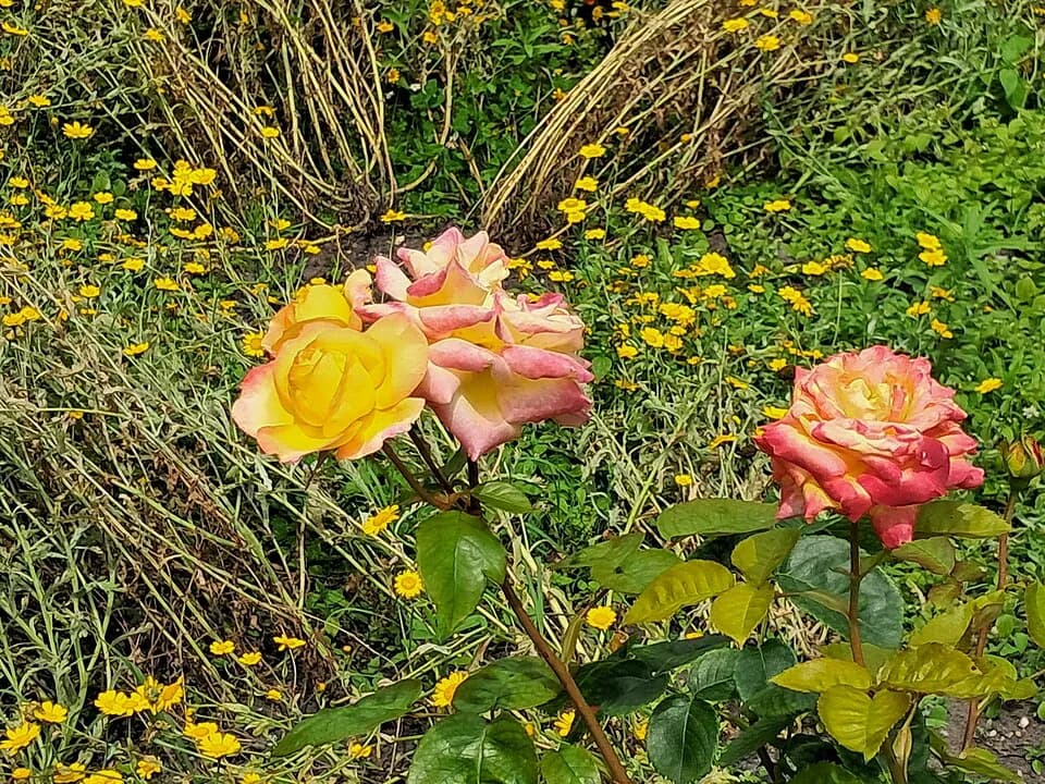 Jardin botanique historique au Jardin Public