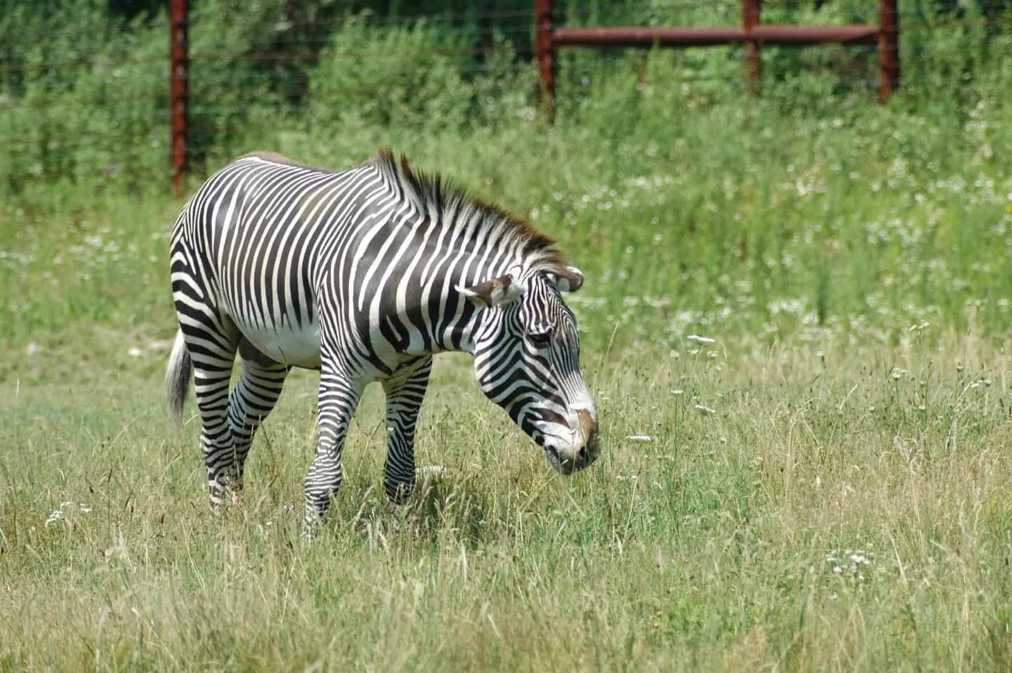 Zoo de Franklin Park