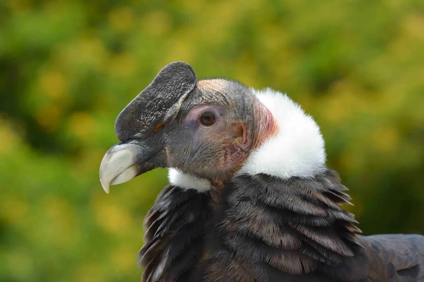 Zoo de Franklin Park · 2