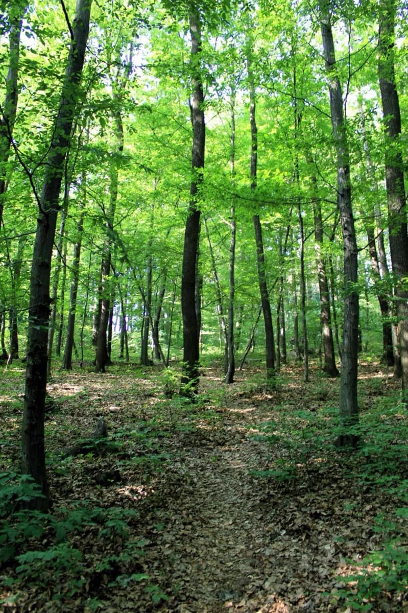 Bratislava Forest Park