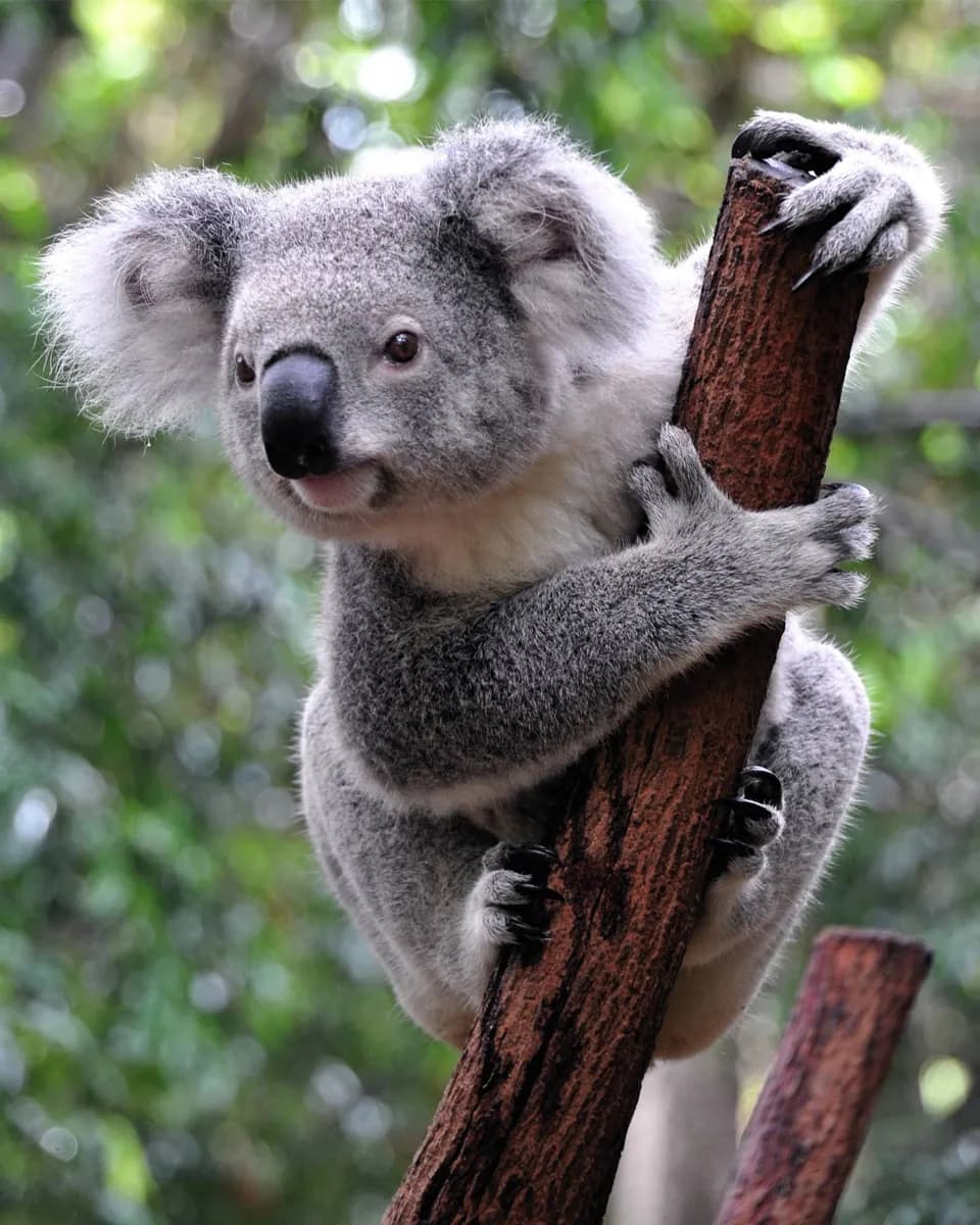 Lone Pine Koala Sanctuary · 2