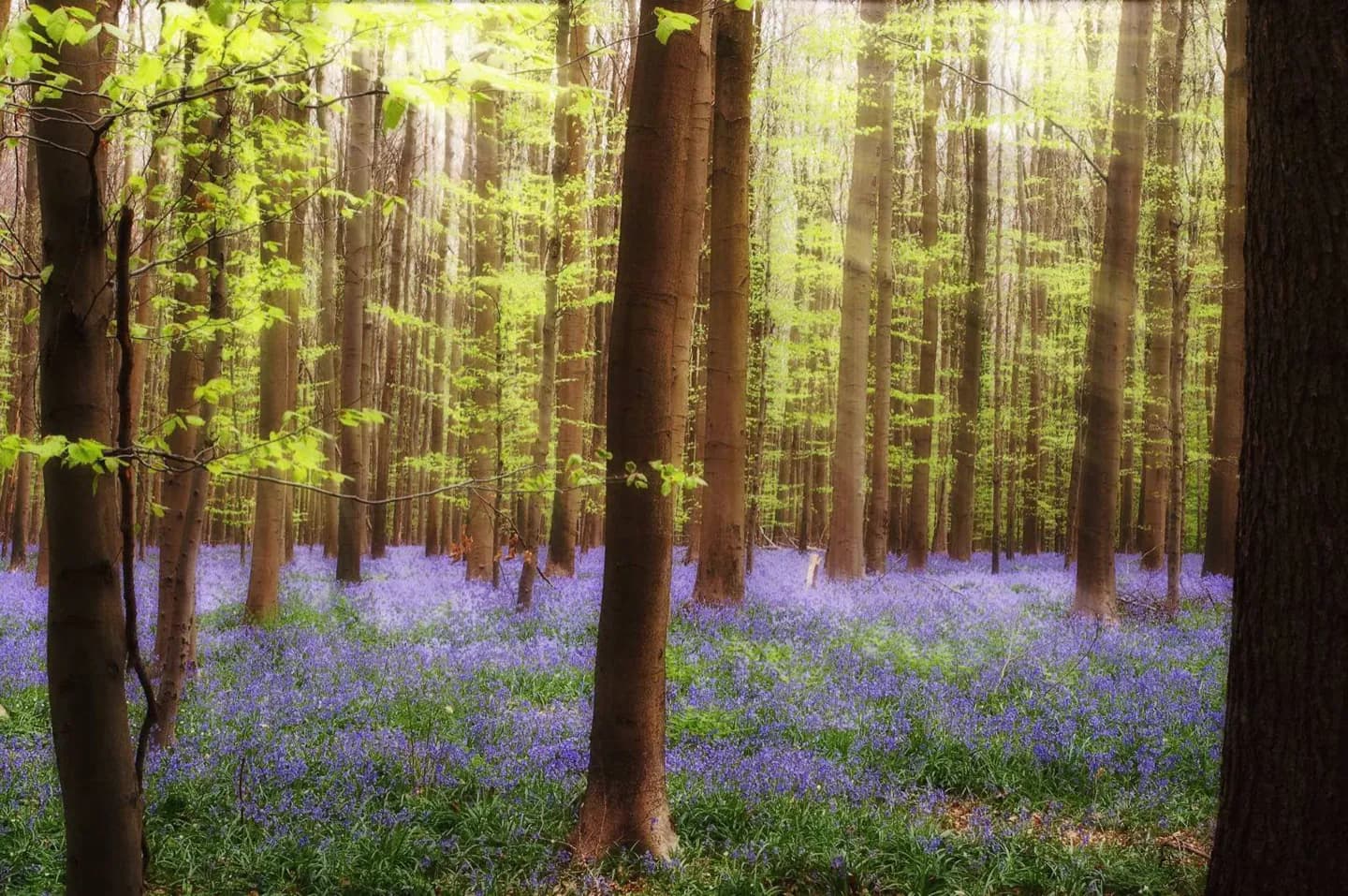 Sonian-Wald · 2
