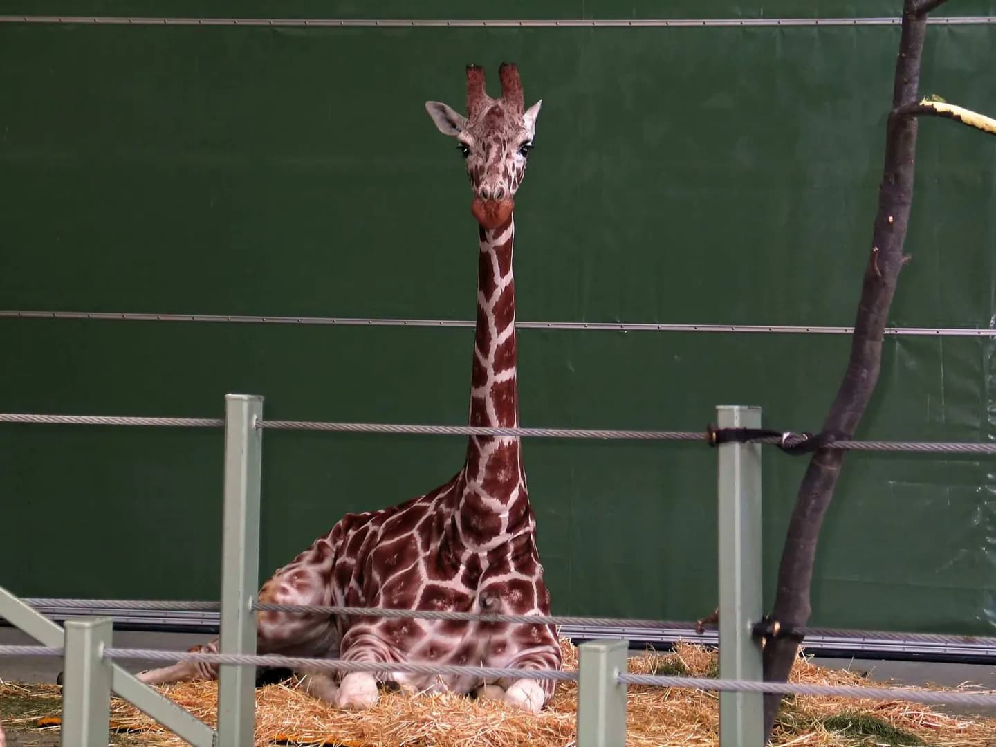 Instituto Wilder/Zoológico de Calgary · 2
