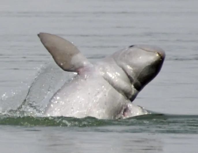 Kampi Dolphin Pool