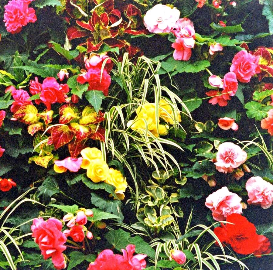 Butchart Gardens