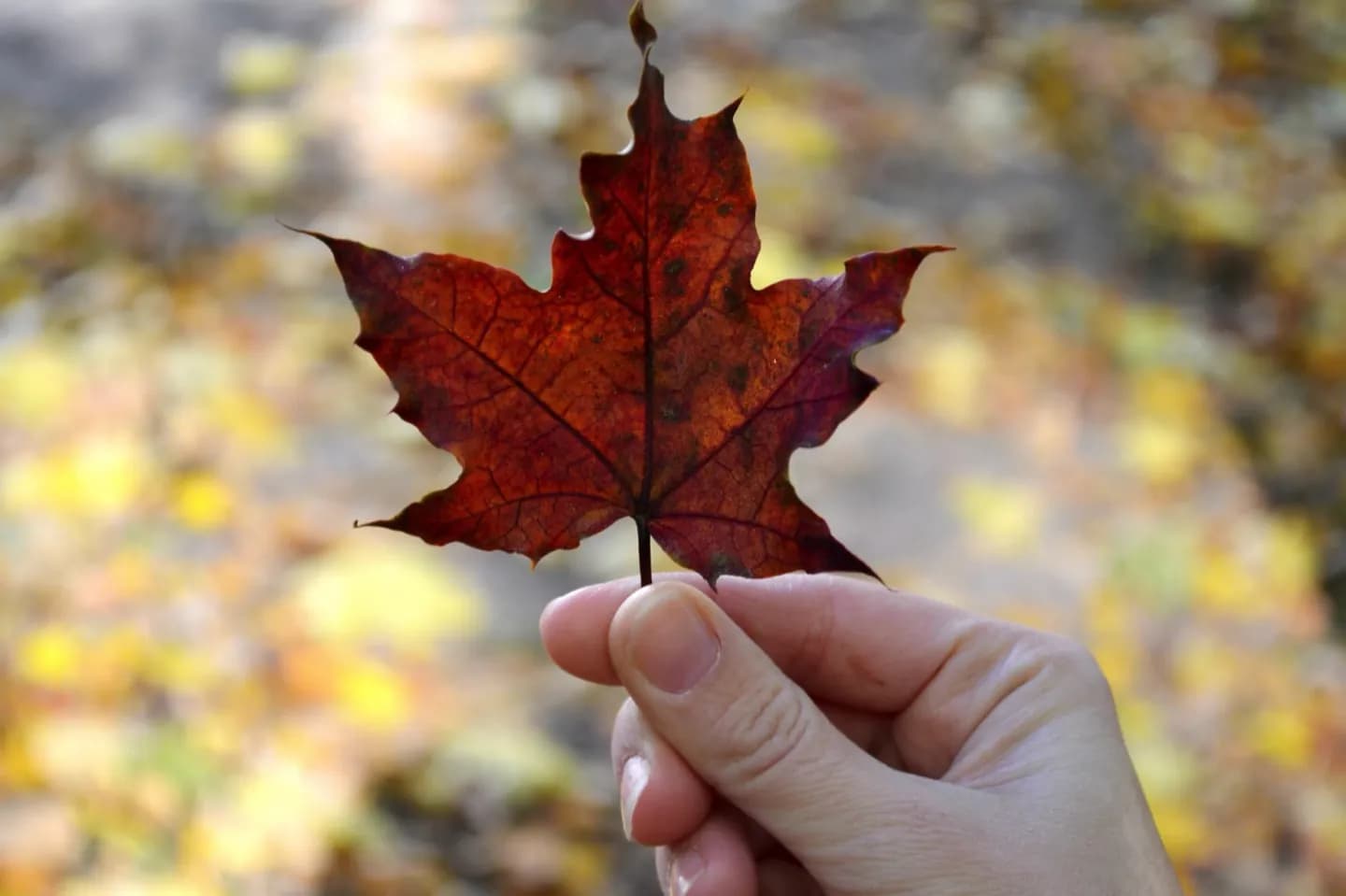 Simboli canadesi · 2
