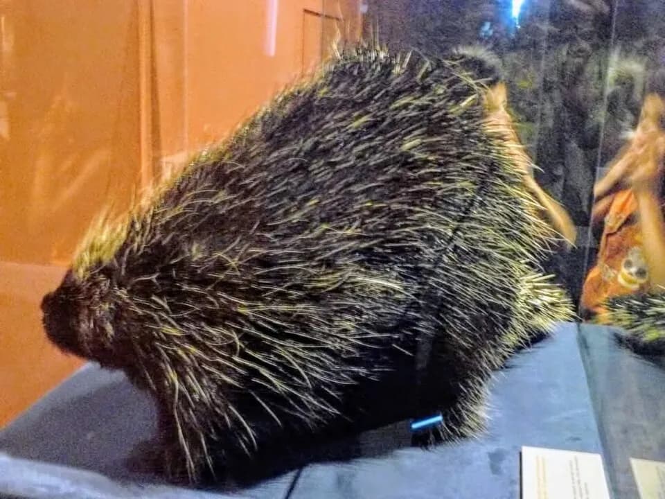 Canadian Museum of Nature