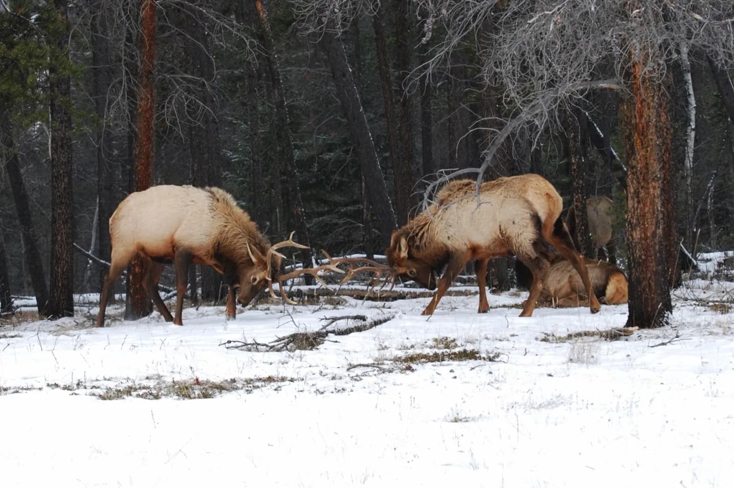 Jasper National Park · 2