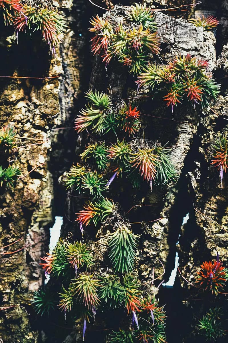 蒙特利尔植物园