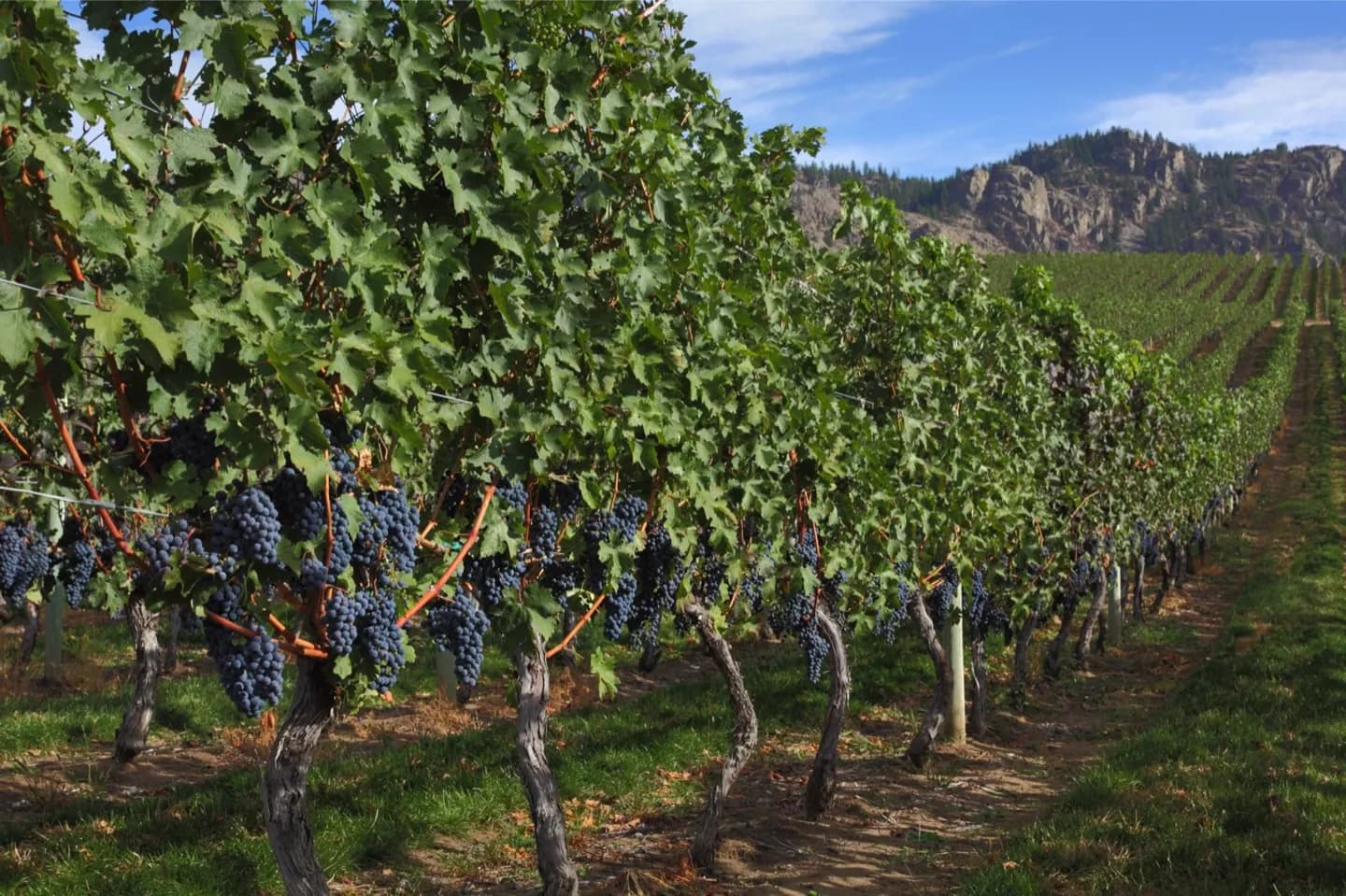 Vale de Okanagan