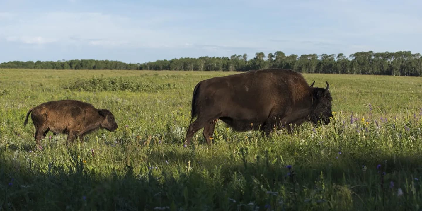 Parc national de Riding Mountain · 2