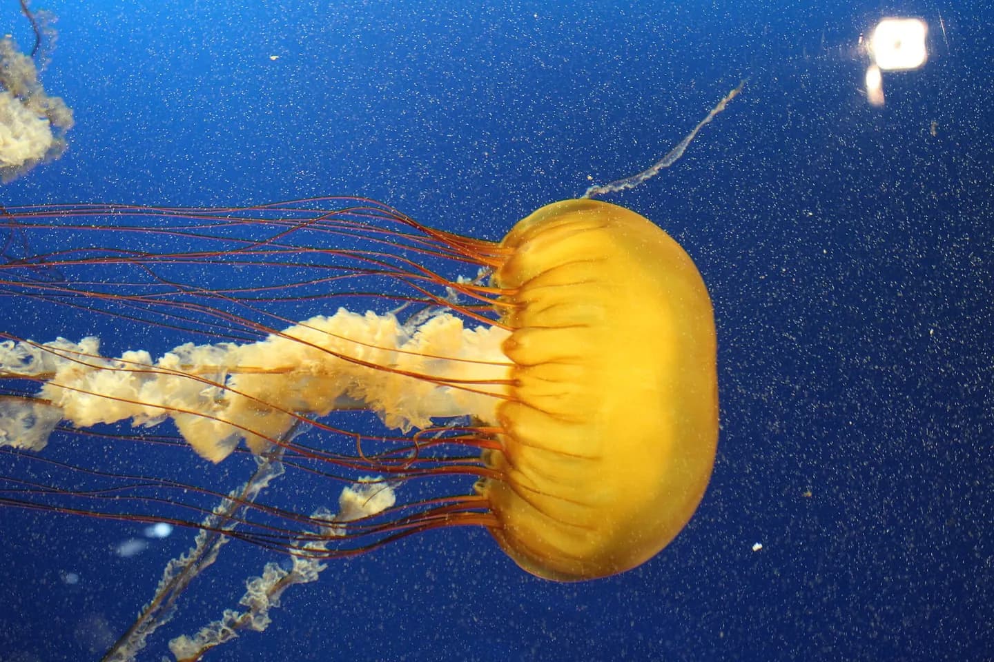 バンクーバー水族館