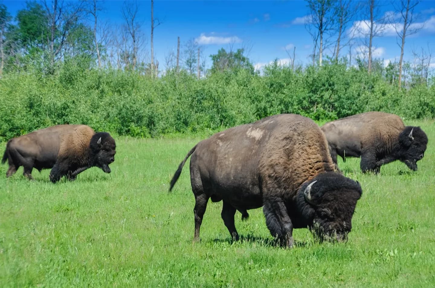 Wood Buffalo National Park · 2