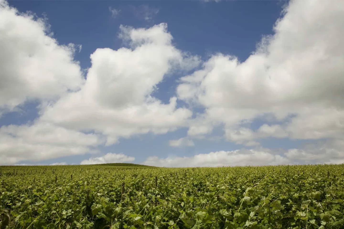 Cape Winelands · 2