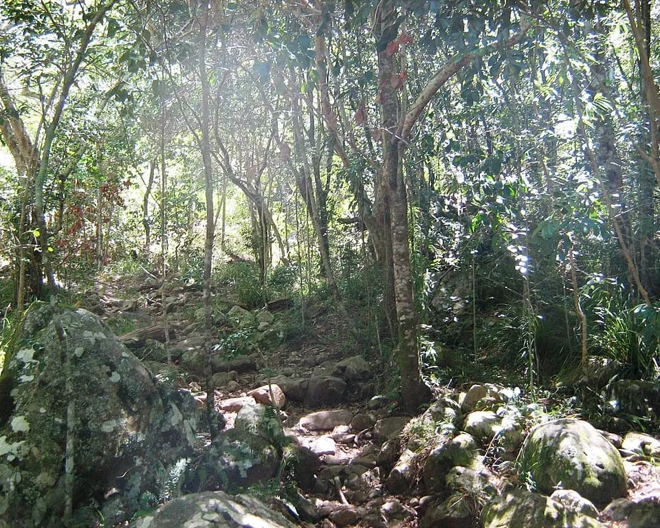 Foresta di Newlands