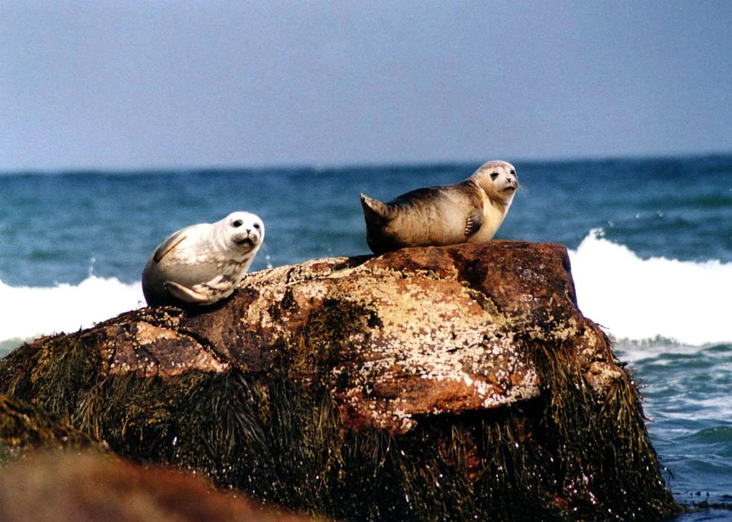 Seal Island, False Bay