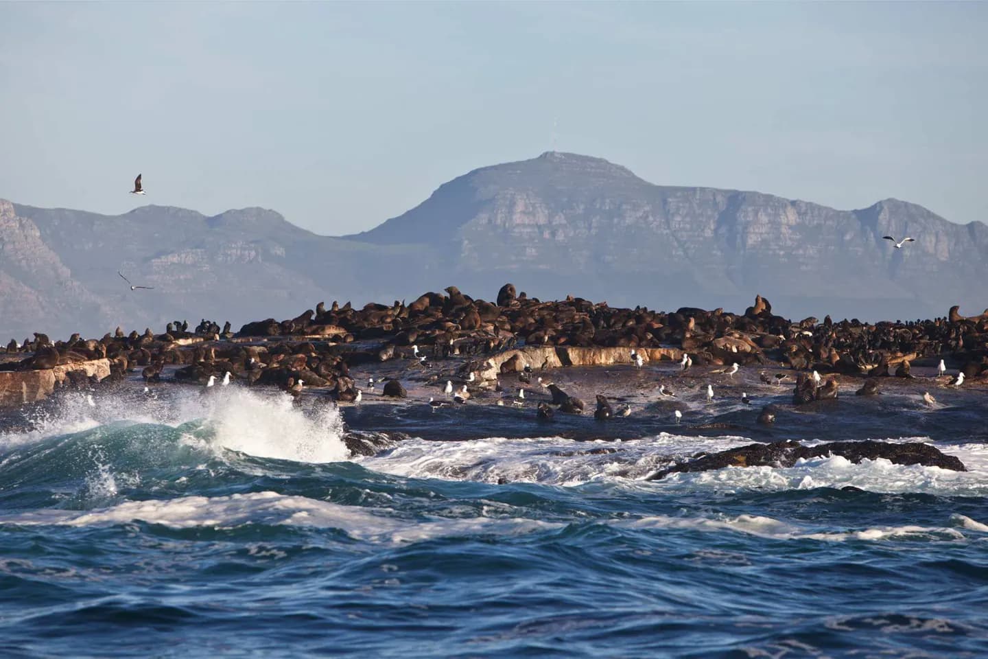 Seal Island, False Bay · 2