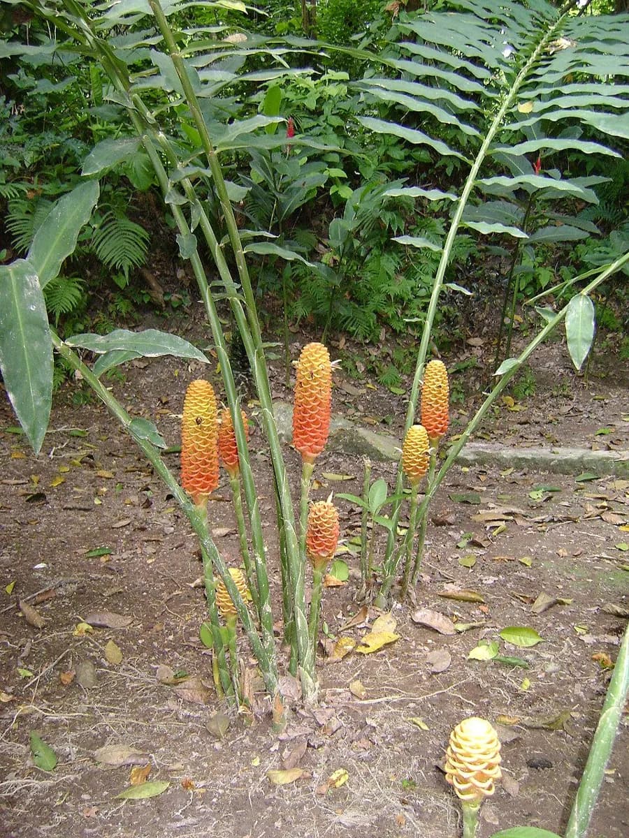 Jardín Botánico Guillermo Piñeres