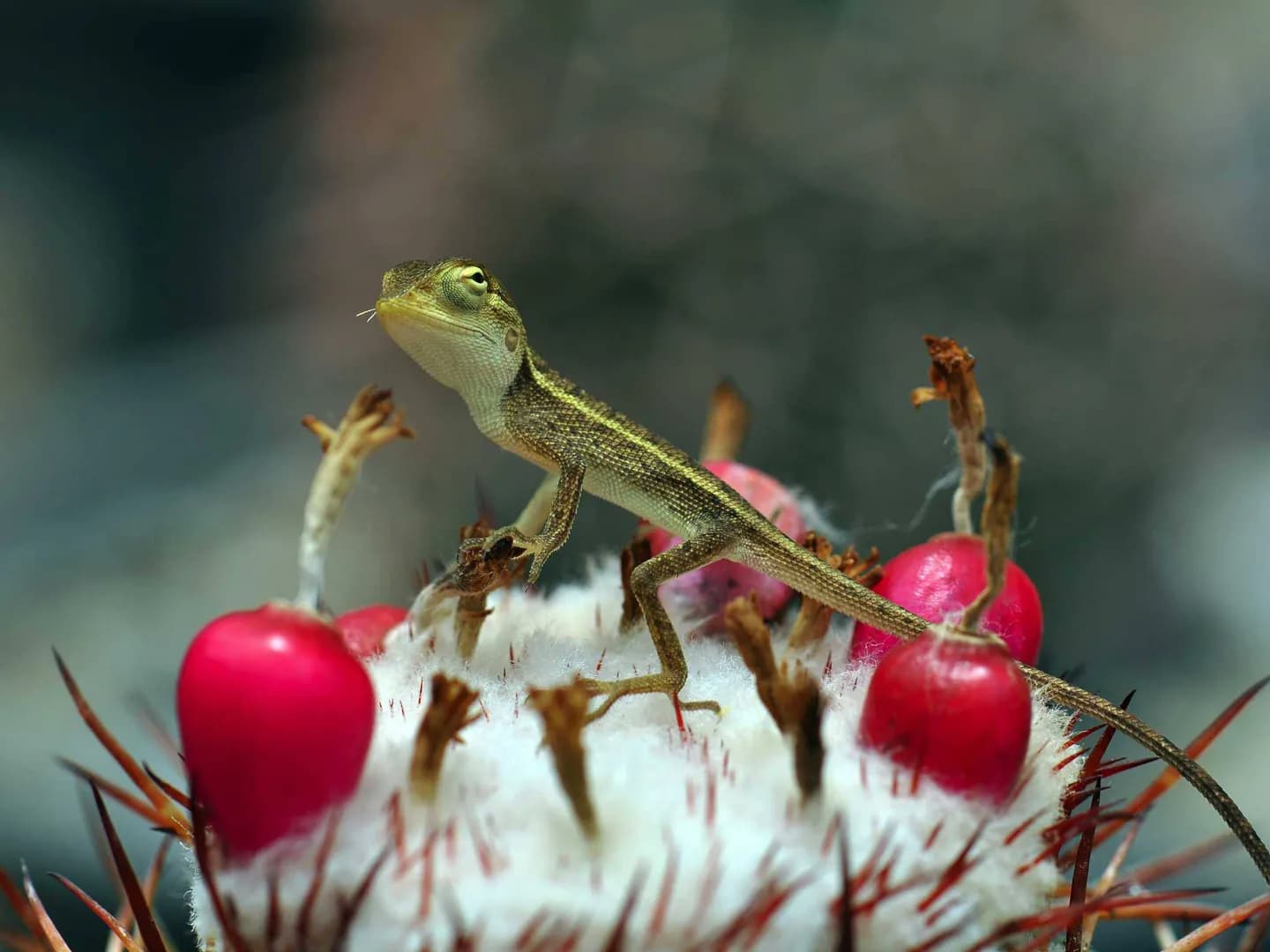 Botanischer Garten Queen Sirikit · 2
